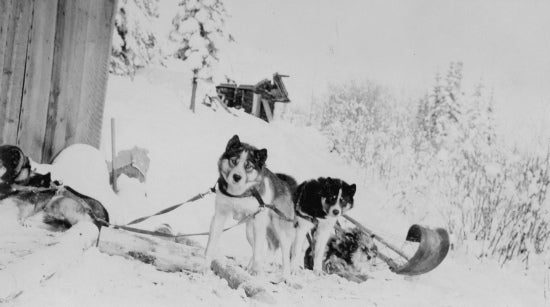 Dogs c1934