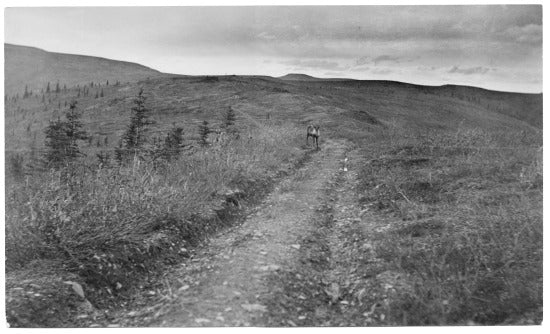 Caribou on the Trail to Miller and Glacier Creeks, c1923.