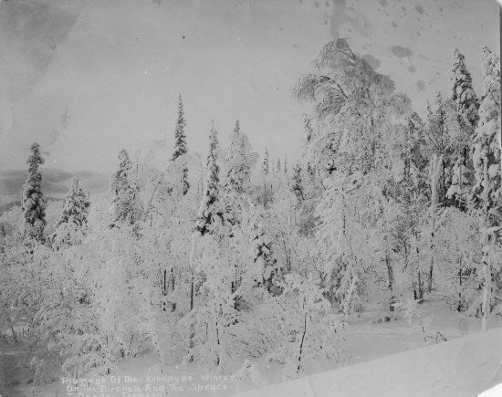 Plumage of the Klondyke Winter, on the Birches and the Spruce, c1912.