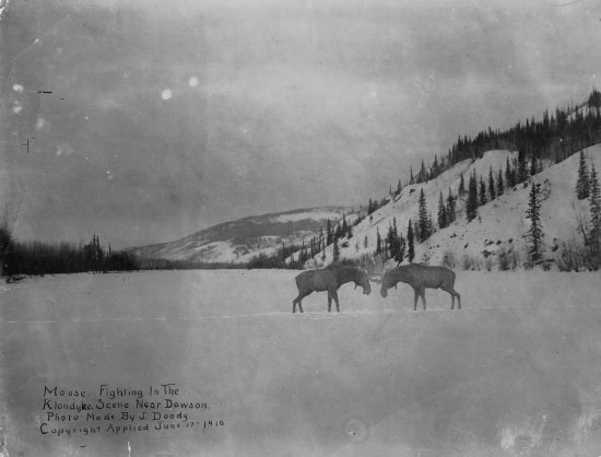 Moose Fighting in the Klondyke, 1910.