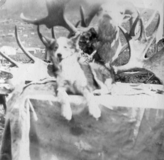 Dog posed with Antlers, n.d.