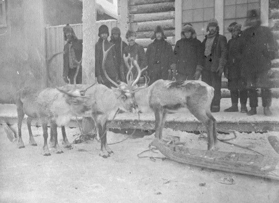 Reindeer in Dawson City, c1898.