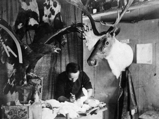 George Cantwell, Taxidermist, c1899.