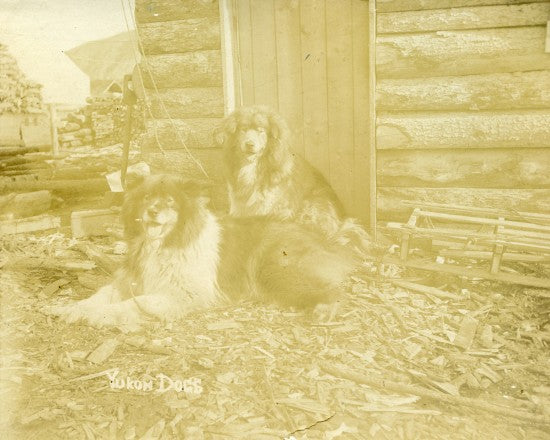 Yukon Dogs, n.d.