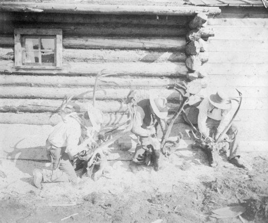 Preparing Trophy Caribou Racks, c1901.