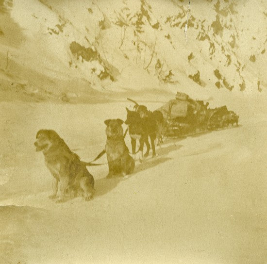 Travelling by Dog Sled, c1901.