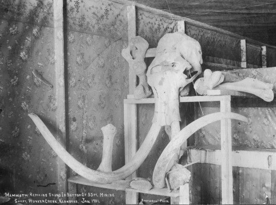 Mammoth Remains Found in Bottom of 55 foot Mining Shaft, Hunker Creek, Klondike, January 1901