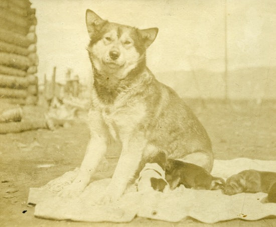 A Husky and Her Pups, n.d.