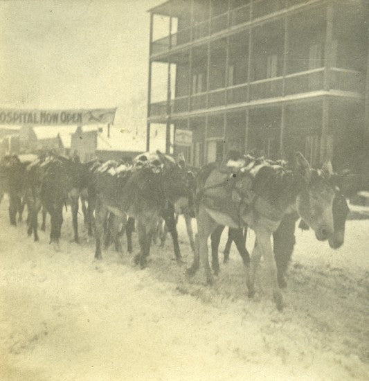 Mule Pack Train, c1901.