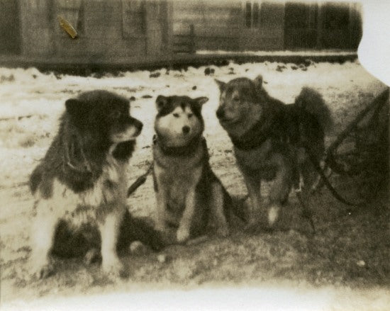 Sled Dogs, c1899.