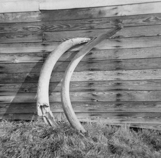 Mastodon Tusks, Sulphur Creek, 1953.