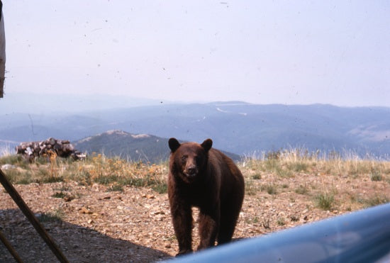 Small Brown Bear at No 508 Tower, July 1967.