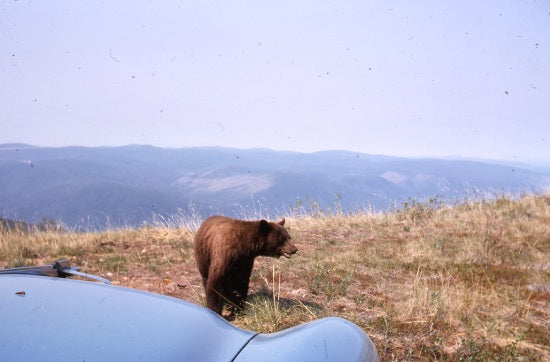 Small Brown Bear at Tower, July 1967.