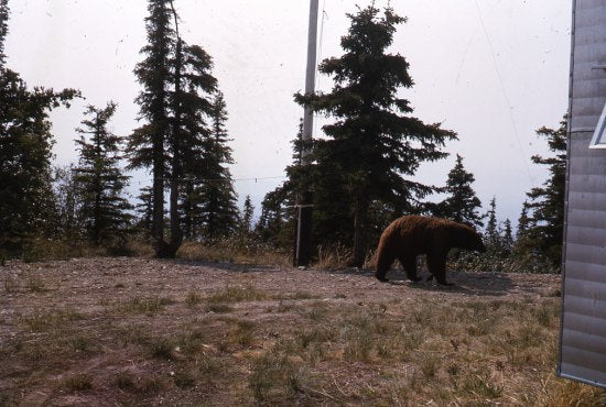 Brown Bear at Tower, July 1967.