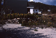 Poverty Bar, August 1982.