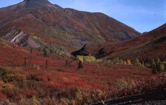 View from Dempster Highway, August, 1977.