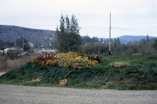 Flowers at Yukon Forest Service Station, September 1968.