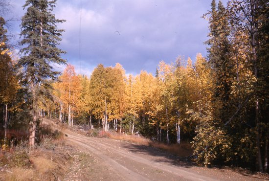 View from the Road to the Fire Tower, September 1965.